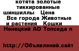 котята золотые тиккированные шиншиллы › Цена ­ 8 000 - Все города Животные и растения » Кошки   . Ненецкий АО,Топседа п.